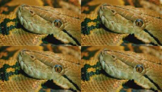黄色蟒蛇眼睛特写动物宠物高清在线视频素材下载