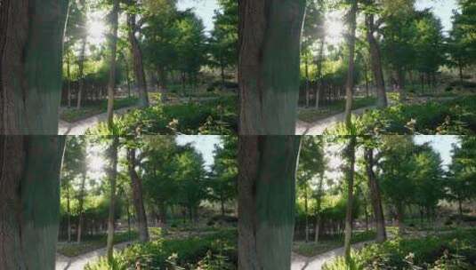 唯美升格拍摄夏季公园的花田高清在线视频素材下载