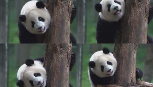 爬树的大熊猫正面高清在线视频素材下载