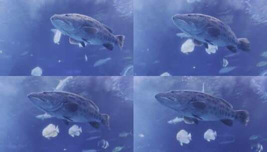 石斑鱼 游泳高清在线视频素材下载