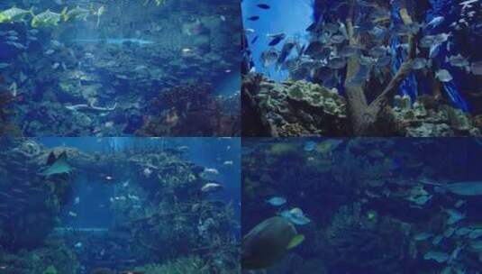 北京海洋馆海洋世界 海底世界鱼群高清在线视频素材下载