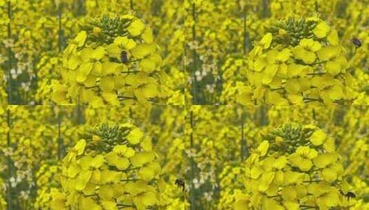 油菜花蜜蜂采蜜高清在线视频素材下载