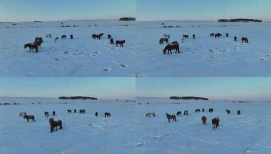 北方冬天荒原中刨雪觅食的马群高清在线视频素材下载