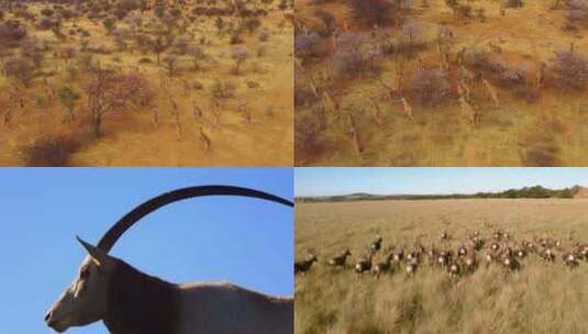 【合集】草原上奔跑的羚羊剪影特写高清在线视频素材下载