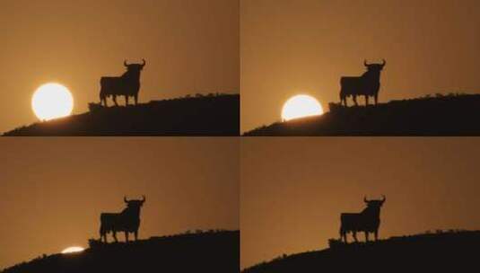 日落时的奥斯本公牛高清在线视频素材下载