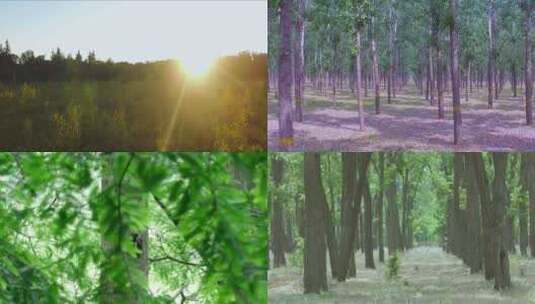 树林 大片树林高清在线视频素材下载