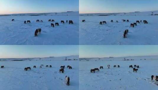 北方寒冬雪原牧场马群高清在线视频素材下载