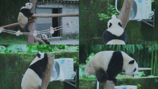熊猫爬树桩视频合集高清在线视频素材下载