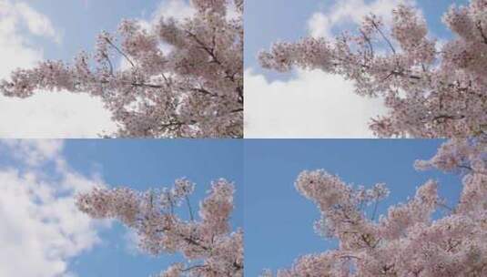 新西兰皇后镇春日樱花树高清在线视频素材下载