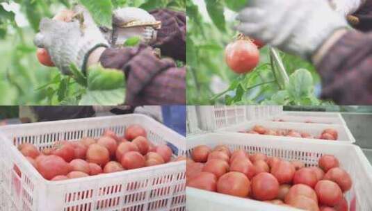西红柿采摘高清在线视频素材下载