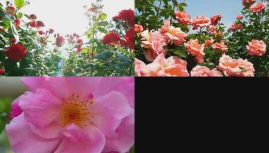 红色玫瑰粉红色玫瑰花海鲜花高清在线视频素材下载
