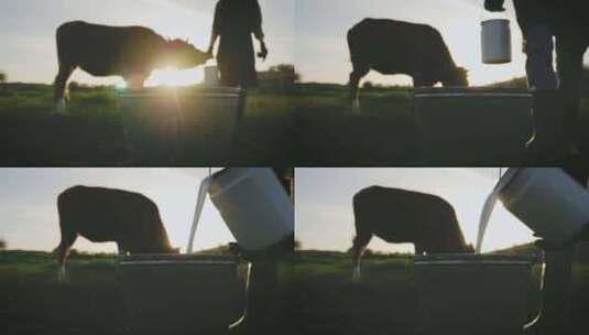 农场主在牧场上挤奶后将牛奶倒入桶中高清在线视频素材下载