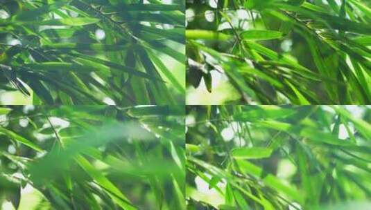阳光下江南园林竹子竹叶逆光的炫光光影高清在线视频素材下载