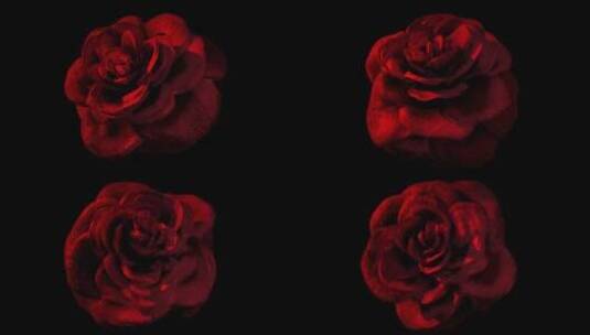 三维玫瑰花高清在线视频素材下载