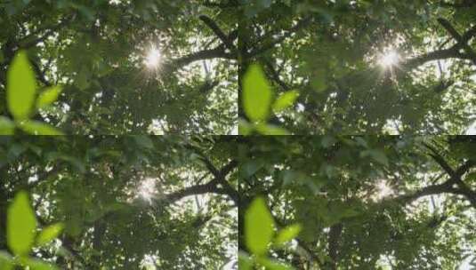 夏天森林树叶阳光逆光星芒高清在线视频素材下载