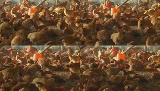清晨乡村养鸡场土鸡母鸡家禽高清在线视频素材下载