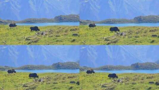 四川甘孜党龄葫芦海高山草原上吃草的牦牛高清在线视频素材下载