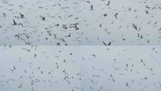 大海成群的海鸥飞翔高清在线视频素材下载