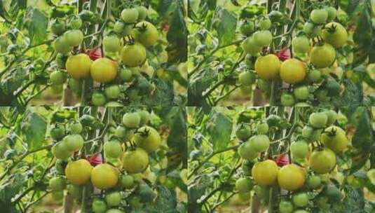 小番茄 西红柿 圣女果种植高清在线视频素材下载