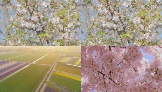 自然风景花卉桃花梨花樱花航拍素材高清在线视频素材下载
