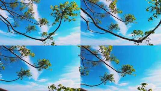 摇晃的树枝与天空 蓝天白云高清在线视频素材下载