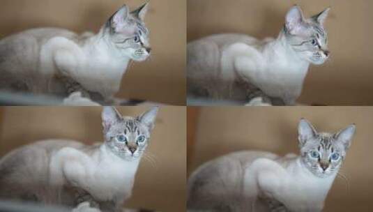 宠物暹罗猫凝视高清在线视频素材下载