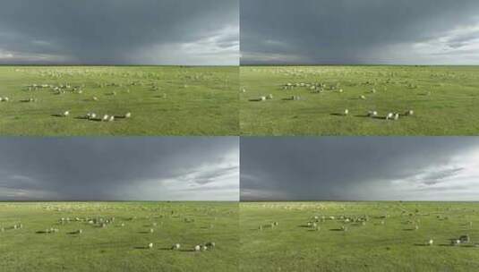 呼伦贝尔草原风光羊群1085高清在线视频素材下载