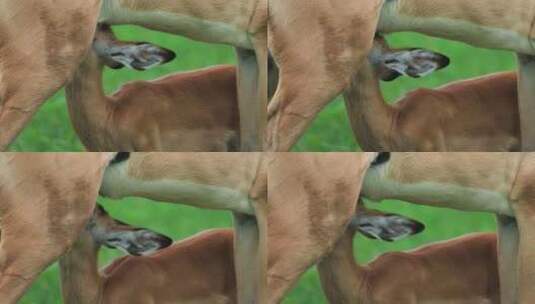 黑斑羚母羊与小牛-饥饿的小牛给它的母亲吮高清在线视频素材下载