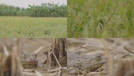 4K稻田里的虎纹蛙 蛙类高清在线视频素材下载