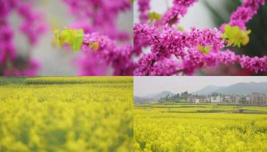 春色油菜花开菜花菜花地春天高清在线视频素材下载