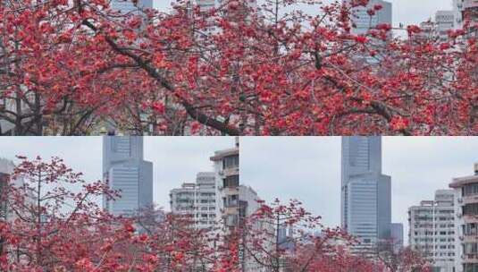 中国广东省广州市越秀区烈士陵园木棉花高清在线视频素材下载