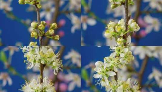 花朵开花特写延时高清在线视频素材下载