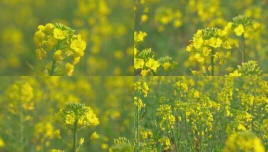 春天随风摇摆的油菜花高清在线视频素材下载