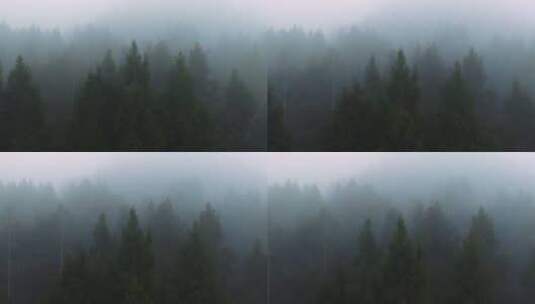 森林雾气迷雾高清在线视频素材下载