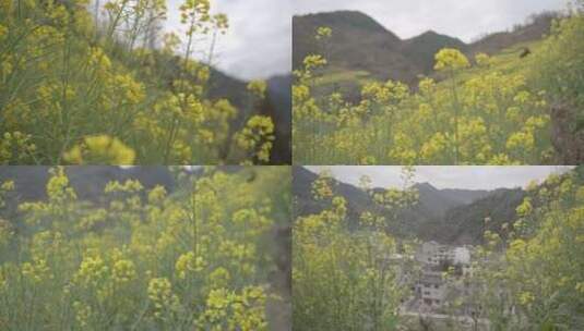 皖南古村落徽派建筑庙前村油菜花高清在线视频素材下载