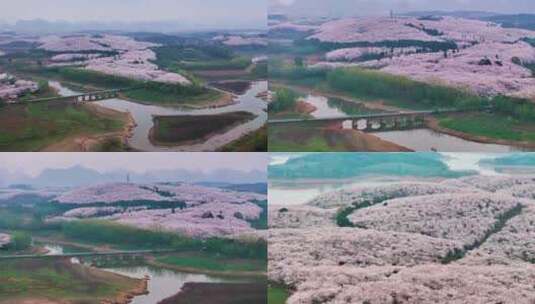 4K航拍贵州安顺平坝樱花景区风光高清在线视频素材下载