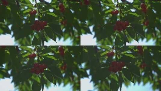 夏天的樱桃高清在线视频素材下载