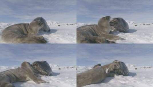 南极洲婴儿成人威德尔海豹在雪地上玩耍高清在线视频素材下载