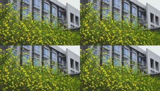 春天绽放的迎春花和嫩枝高清在线视频素材下载