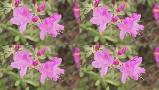 杭州植物花卉高清在线视频素材下载