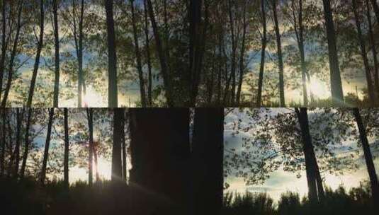 阳光树林高清在线视频素材下载