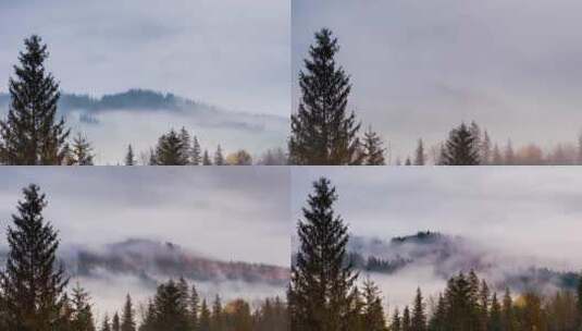 灰雾笼罩松林高清在线视频素材下载