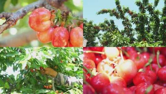 新鲜水果 樱桃园 农村果园  樱桃采摘高清在线视频素材下载