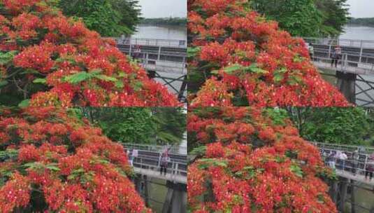 中国广东省广州市荔湾区花地河凤凰花高清在线视频素材下载