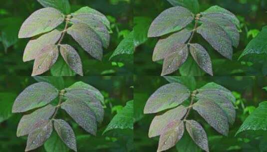 夏季早晨阳光植物叶子上的露水水珠高清在线视频素材下载