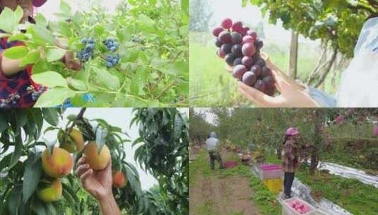 水果采摘 水果成熟 丰收 果园采摘高清在线视频素材下载