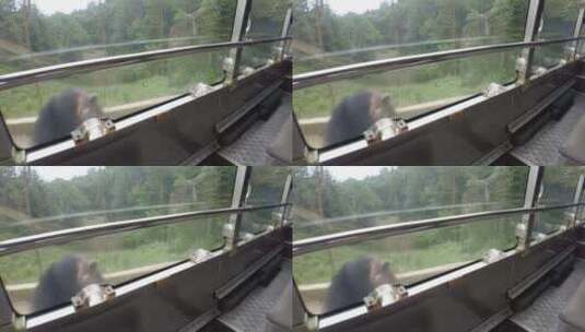 野生动物园大黑熊高清在线视频素材下载