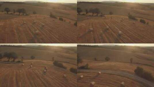 日落时成堆干草的金色田野高清在线视频素材下载