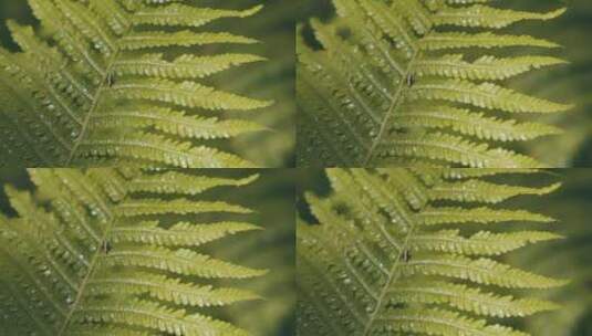 蕨类植物叶子高清在线视频素材下载