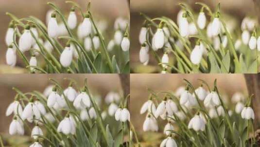 绽放雪花莲的延时视频高清在线视频素材下载